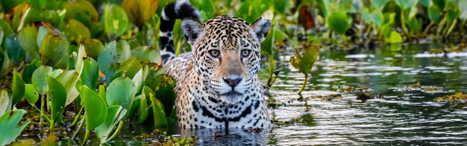 Close up of a young Jaguar standing in shallow water with reflections, bed of water hyacinths in the back and side at dawn in the Pantanal Wetlands, Mato Grosso, Brazil