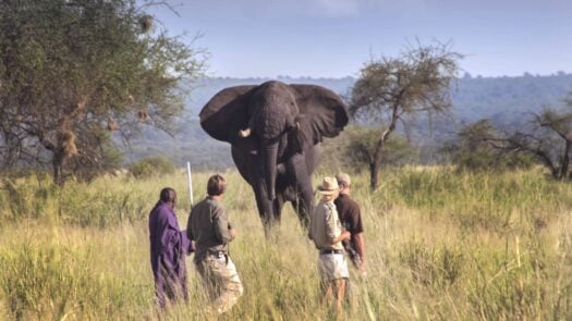 Travellers and guides passing an African elephant on their walking safari near Lake Manyara and Tarangire, Tanzania