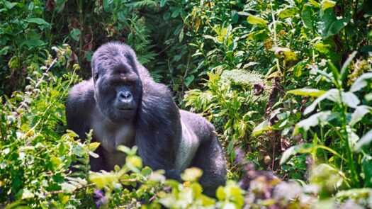 gorilla trekking travel guide