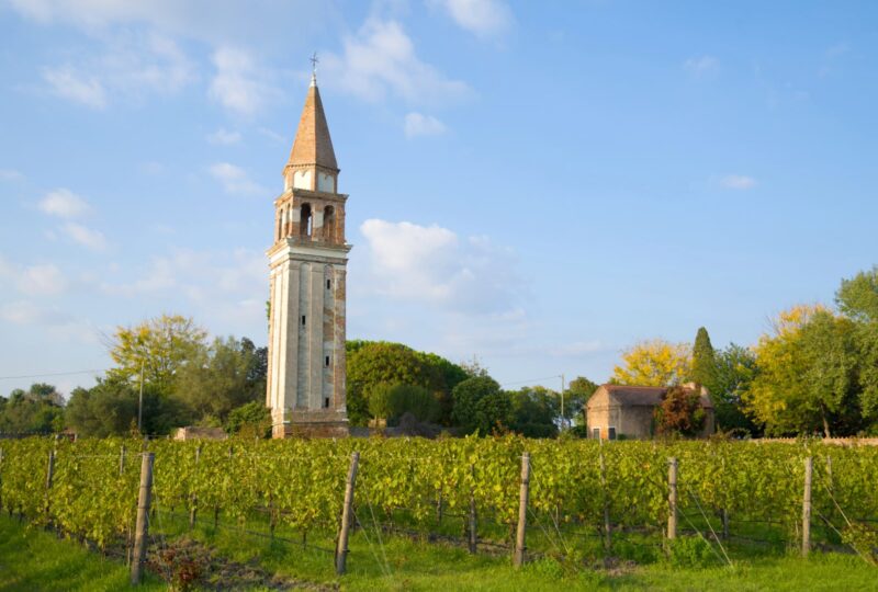 Vineyard and the old bell tower on the Mazzorbo island