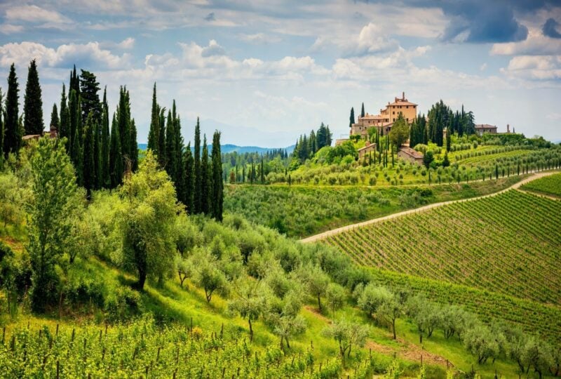 Vineyards in the Chianti hills Tuscany
