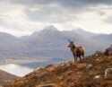 Wild stag in the Scottish highlands