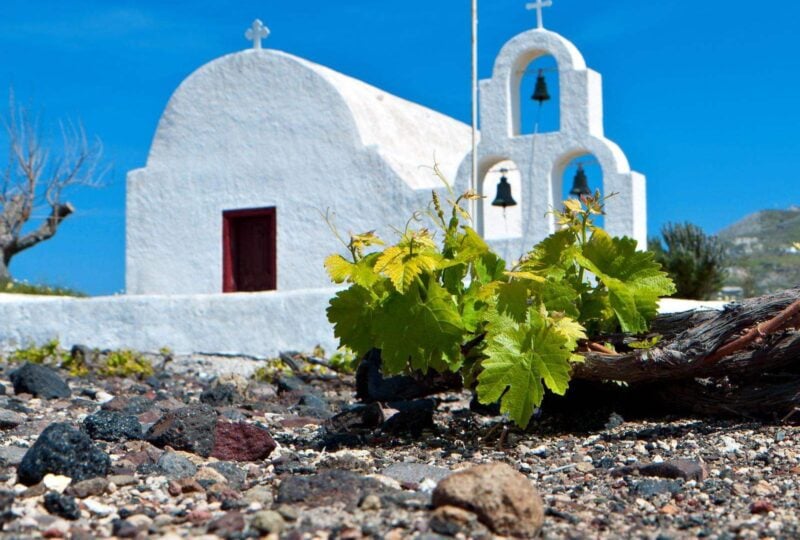 Vineyard on Santorini island in Greece
