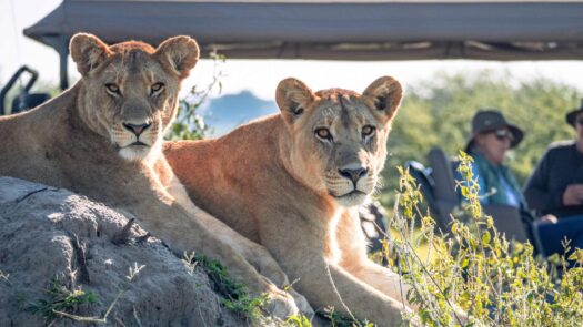 Lions in Mombo Concession Okavango Delta