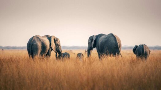 Elephants at Chobe National Park