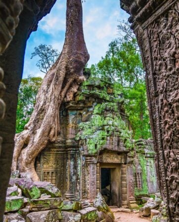 Angkor wat tree temple