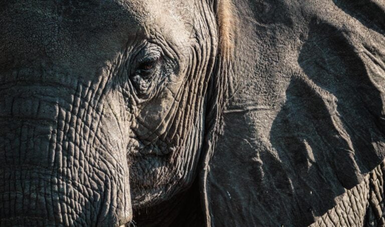 An elephant in Botswana