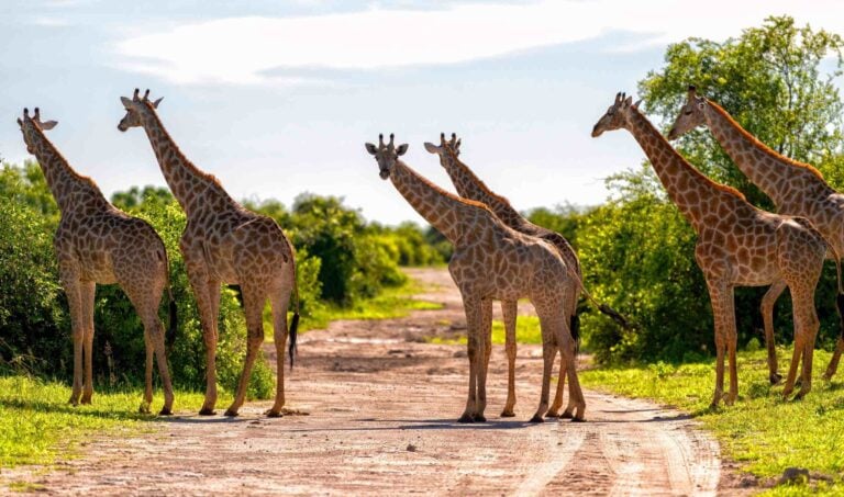 Giraffes cross the road, Chobe National Park, Botswana