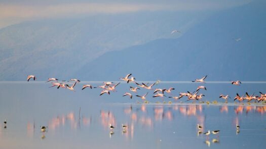 Flock of pink flamingos taking flight from Lake Manyara, Tanzania