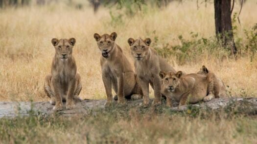 Lion cubs in Tarangire National Park