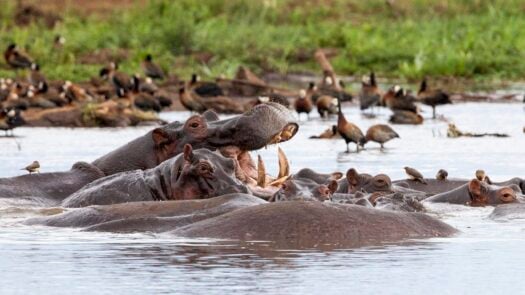 Hippos wallowing in water