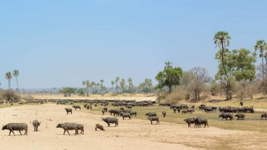 African Buffalo Ruaha national park