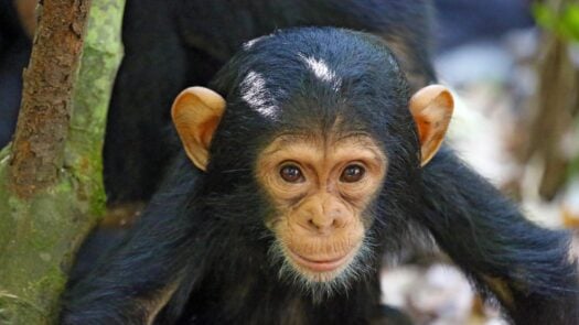 Chimpanzee Tanzania