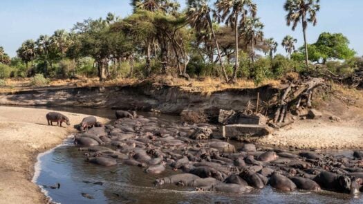 Katavi National Park hippopotamus