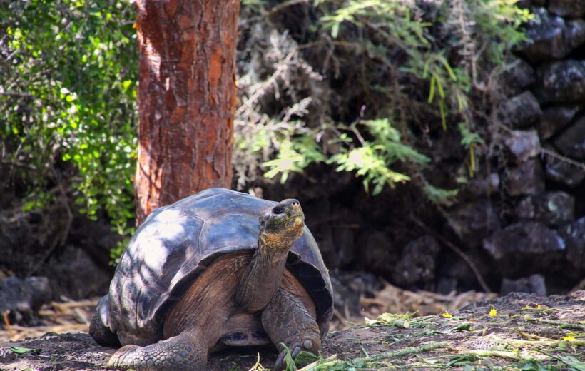 Galapagos giant tortoise at Charles Darwin Research Station on Santa Cruz Island