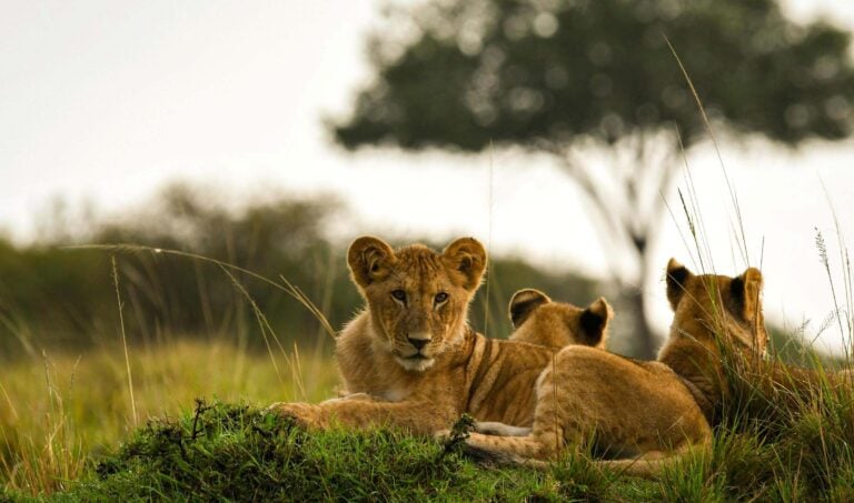 lion cub kenya