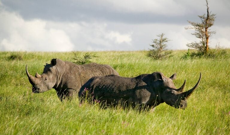 black rhino in Lewa