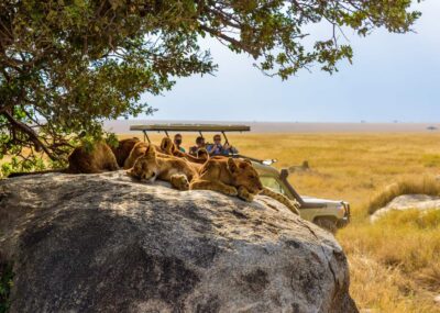 Group of young lions lying on rocks - Masai Mara