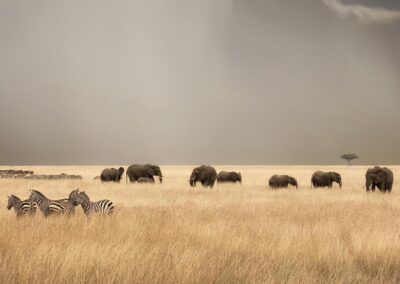 Stormy skies over the masai Mara with elephants and zebras