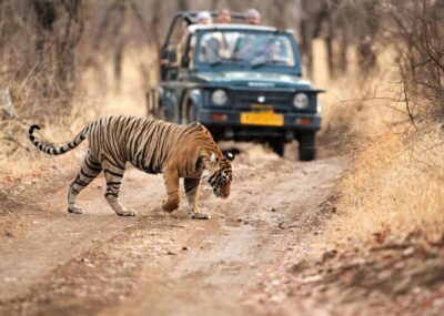 Safari jeep watching tiger in Ranthambhore National Park