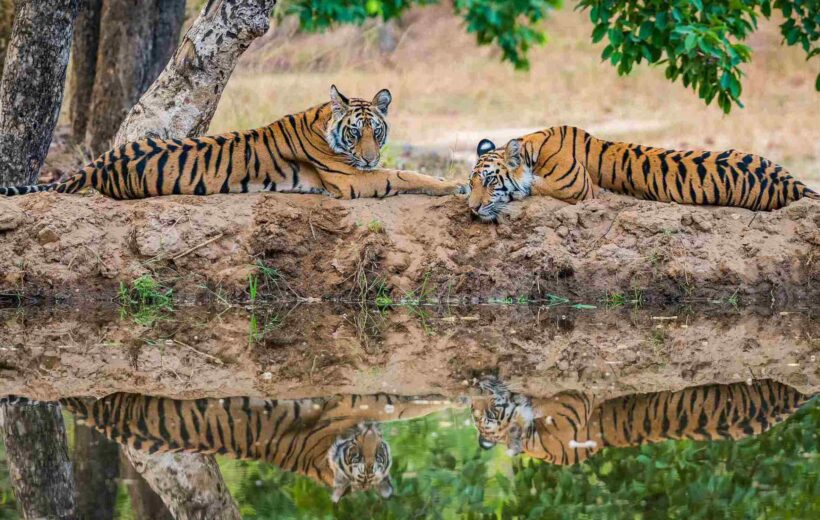 wild bengal tiger ranthambore, india