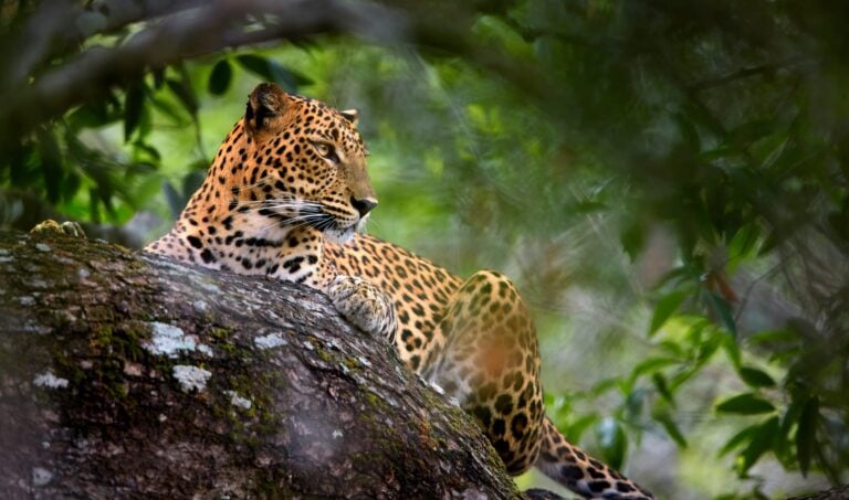 Sri Lankan leopard, Yala national park, Sri Lanka.