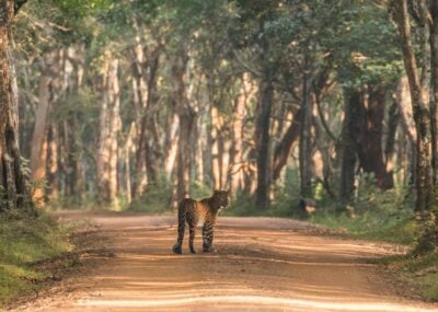 sri lankan leopard yala national park sri lanka