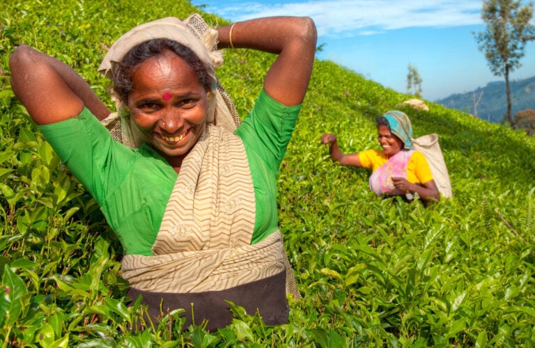 Tea pickers at a plantation in Sri Lanka
