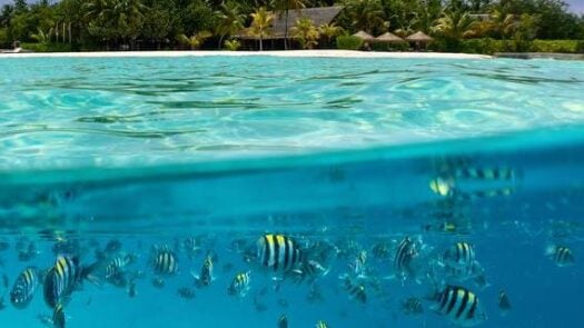 Maldives Reef