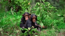 Two chimpanzees seated on the ground of the dense green jungle of the Mahale Mountains, Tanzania