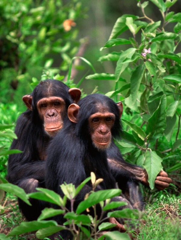 Two chimpanzees seated on the ground of the dense green jungle of the Mahale Mountains, Tanzania