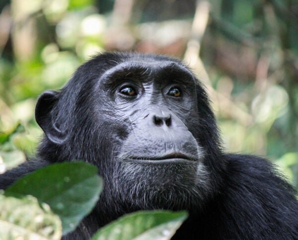 Portrait of a chimpanzee in the jungle of the Mahale Mountains, Tanzania
