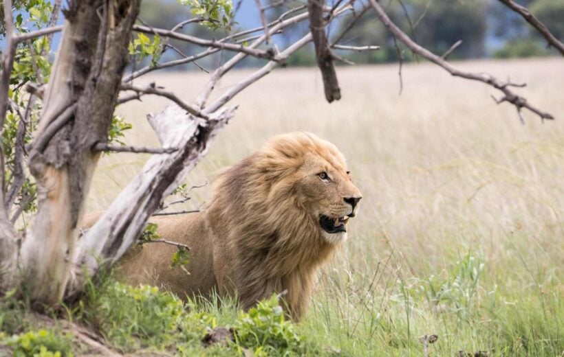 A windswept young pride male Lion during the green season at Moremi Game Reserve in Botswana