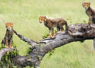 Cheetah cubs in the Okavango