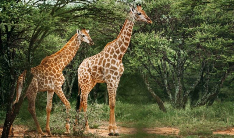 A pair of giraffe walking through the North Serengeti, Tanzania