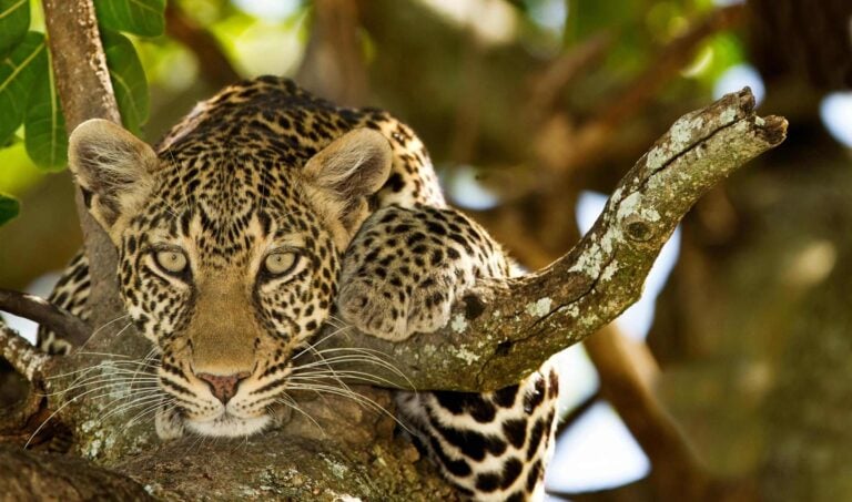 Leopard North Serengeti, Tanzania