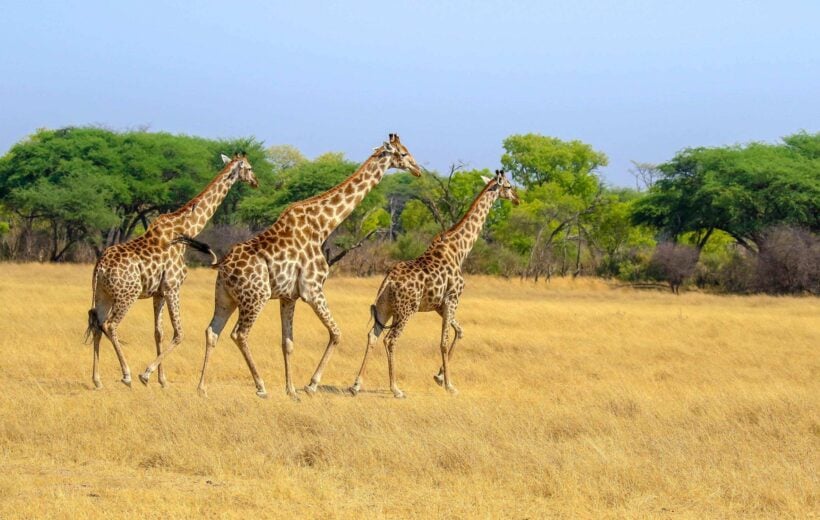 Three giraffes on plain in Hwange National Park
