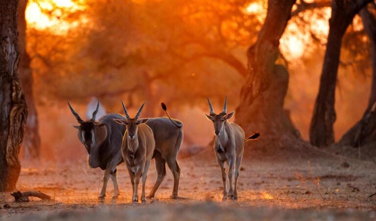 Eland antelope at sunset in Mana Pools National Park in Zimbabwe