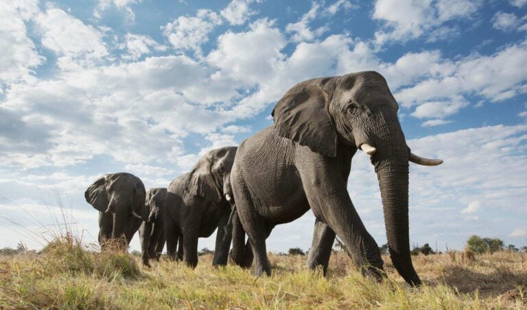 Elephants roaming in Zimbabwe