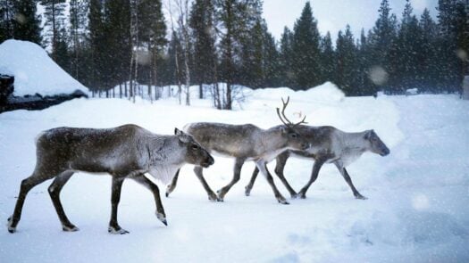 Three reindeers walking in the snow lapland finland
