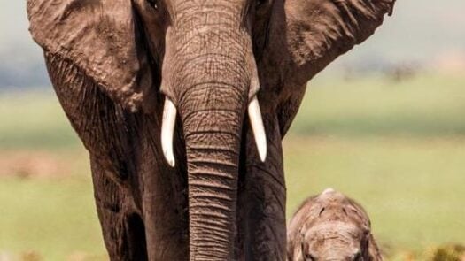 Elephant mother with calf