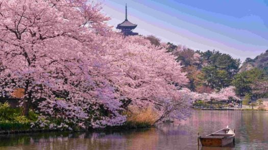 Cherry blossom Sakura.