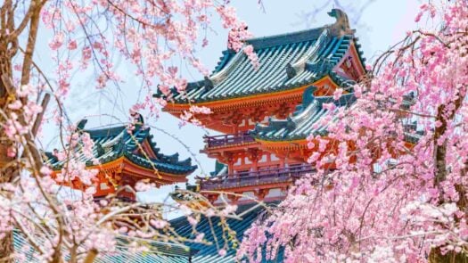 Kyoto in Cherry Blossom season