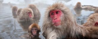 Japanese macaque, Snow monkey