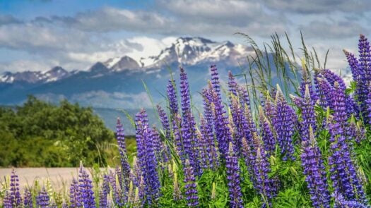 Lupin spring flower in Patagonia
