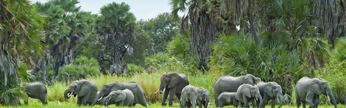 Herd of elephants moving through the waters of a clearing in a dense green Nyerere National Park, Tanzania