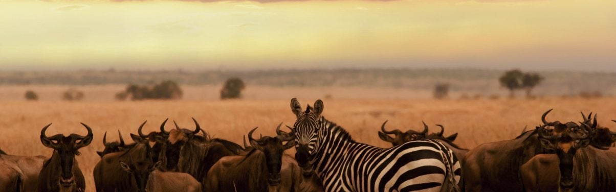Animals on the Serengeti plains