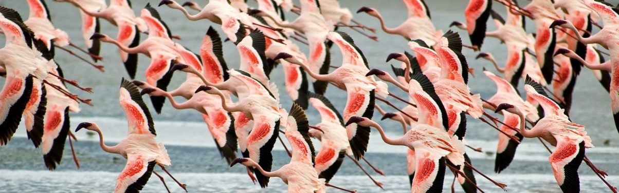 A flock of flamingoes