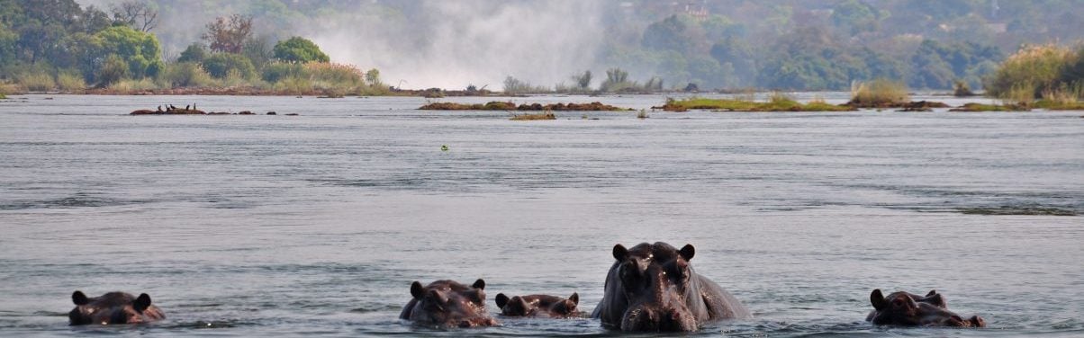 A family of hippos in the Zambezi River Zambia