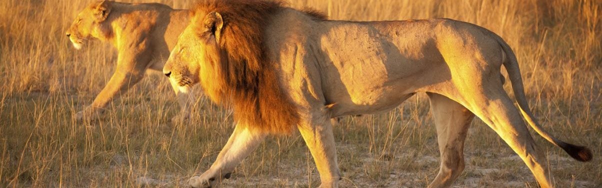 Lions hunting, Botswana